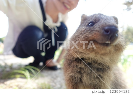 カメラに映り込むクオッカワラビー 123994182