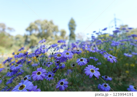 オーストラリアのワイルドフラワー 123994191