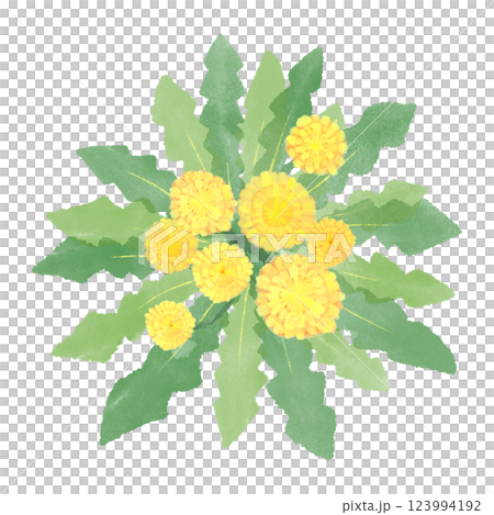 蒲公英水彩插圖框架 蒲公英水彩插圖框架 123994192