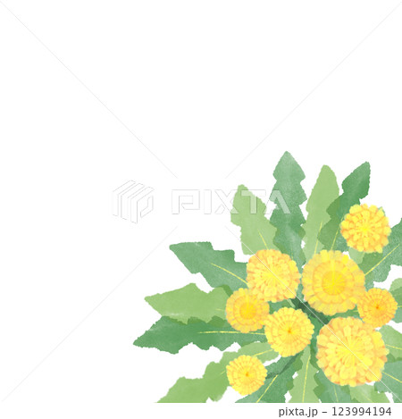 たんぽぽ　水彩　イラスト　フレーム　右下 123994194