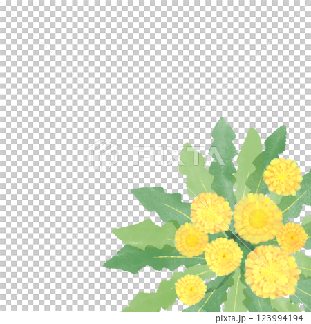 たんぽぽ　水彩　イラスト　フレーム　右下 123994194