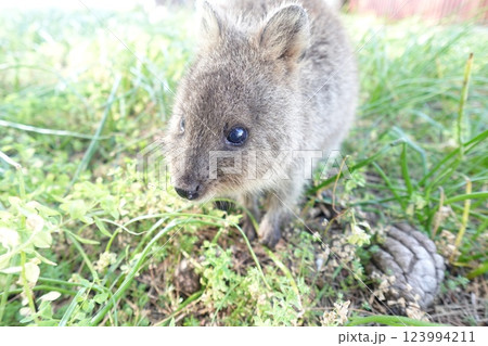 草むらの中で遊ぶクオッカワラビー 123994211