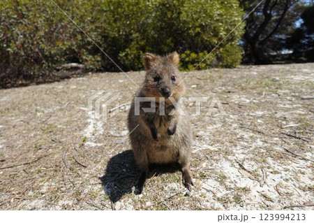 こちらを見つめるクオッカワラビー こちらを見つめるクオッカワラビー 123994213