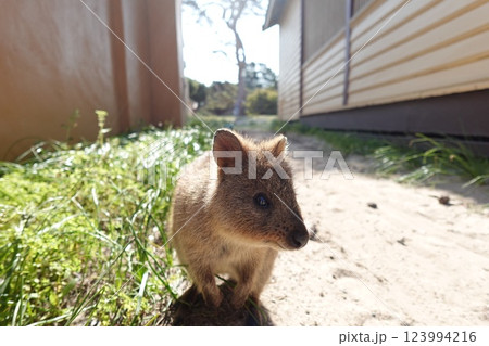 草を食べるクオッカワラビー 123994216
