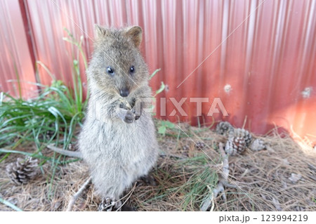 草を食べるクオッカワラビー 123994219