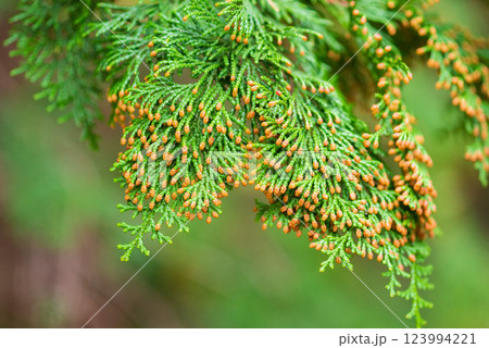 【花粉症イメージ】飛散直前のヒノキ花粉 123994221