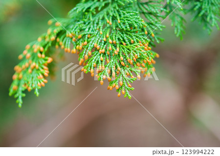 【花粉症イメージ】飛散直前のヒノキ花粉 123994222