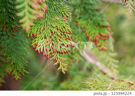 【花粉症イメージ】飛散直前のヒノキ花粉 123994224