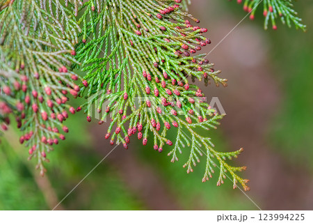 【花粉症イメージ】飛散直前のヒノキ花粉 123994225