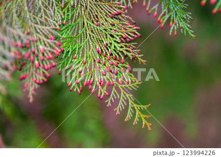 【花粉症イメージ】飛散直前のヒノキ花粉 123994226