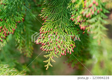 【花粉症イメージ】飛散直前のヒノキ花粉 123994228
