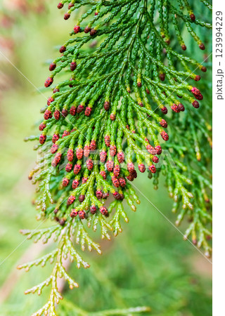 【花粉症イメージ】飛散直前のヒノキ花粉 123994229