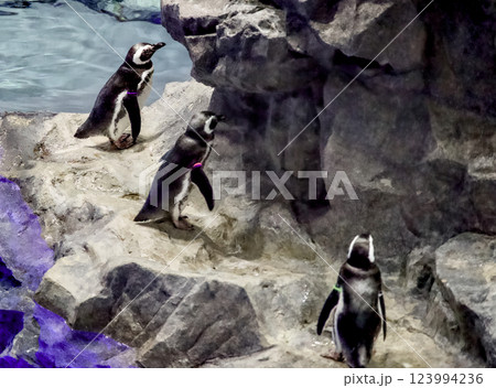 水族館で飼育されている可愛いペンギンの姿 123994236