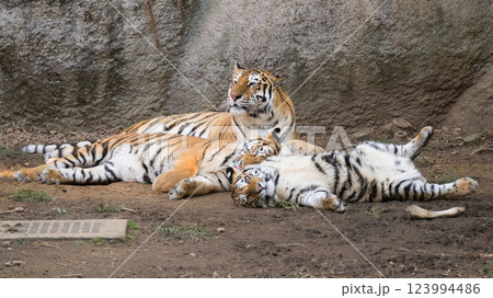 母に見守られ寝るトラの子 母に見守られ寝るトラの子 123994486