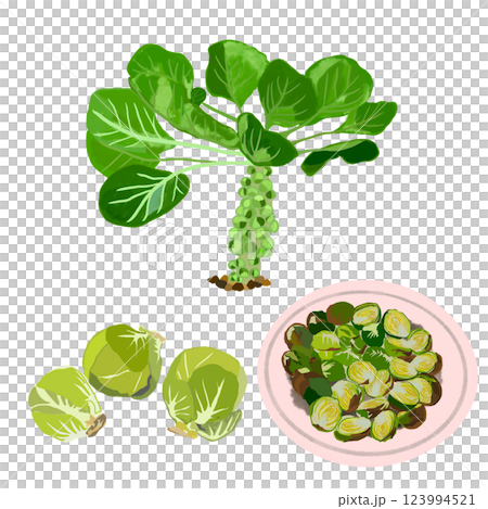 芽キャベツのイラスト 123994521