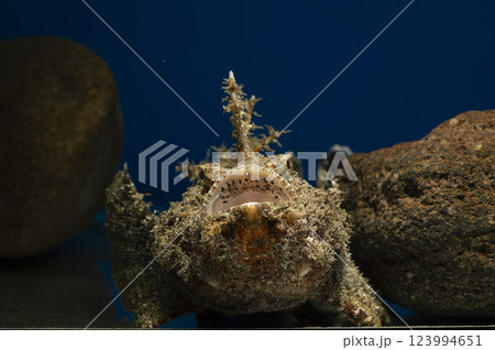 オニオコゼ　オコゼ　魚　海水魚　毒魚　虎魚　鬼虎魚　遊離軟条 123994651