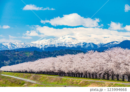 春の青空と満開の桜のある風景 123994668