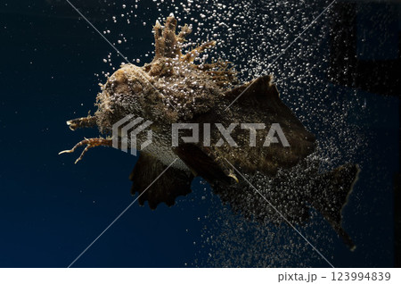 オニオコゼ　オコゼ　魚　海水魚　毒魚　虎魚　鬼虎魚　遊離軟条 123994839