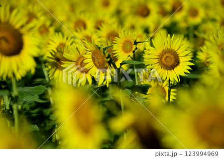 夏といえば 向日葵 夏といえば 向日葵 123994969