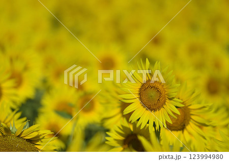 夏といえば　向日葵 123994980