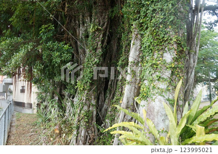 神秘的なガジュマル 123995021
