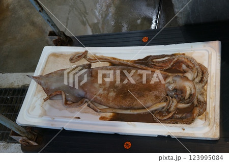 新鮮な魚市場 新鮮な魚市場 123995084