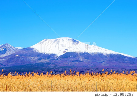 2月の冠雪の浅間山　　　信州の山々　　　信州に風景 123995288