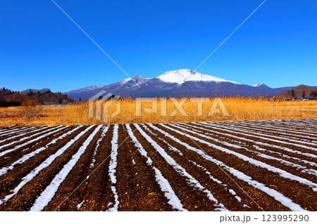 2月の冠雪の浅間山　　　信州の山々　　　信州に風景 123995290