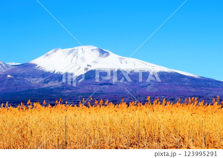 2月の冠雪の浅間山　　　信州の山々　　　信州に風景 123995291