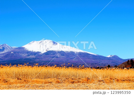 2月の冠雪の浅間山 信州の山々 信州に風景 2月の冠雪の浅間山 信州の山々 信州に風景 123995350