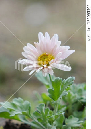 ピンクの菊 ピンクの菊 123995509