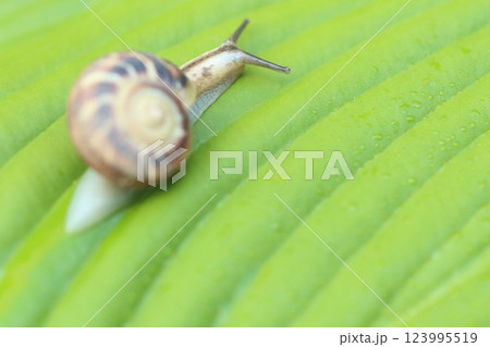 カタツムリ 123995519