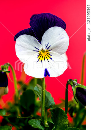 White and Purple Pansy Flowers in Bloom on red White and Purple Pansy Flowers in Bloom on red 123995562