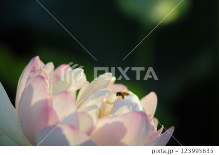 近所の蓮畑 123995635