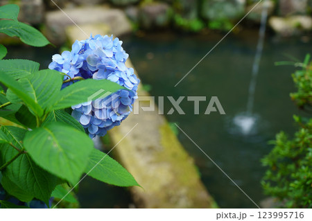 京都府八幡市松花堂公園のしっとりとした紫陽花を撮影 京都府八幡市松花堂公園のしっとりとした紫陽花を撮影 123995716