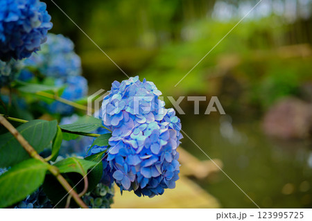 京都府八幡市松花堂公園のしっとりとした紫陽花を撮影 123995725