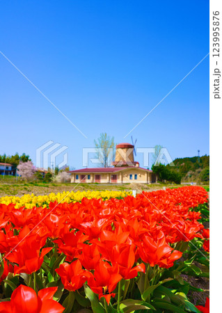 〈島根県〉安来市 チューリップと風車のある風景 〈島根県〉安来市 チューリップと風車のある風景 123995876