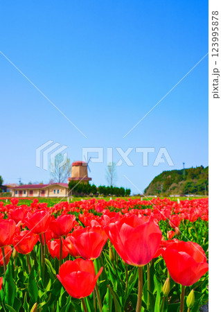 〈島根県〉安来市 チューリップと風車のある風景 〈島根県〉安来市 チューリップと風車のある風景 123995878