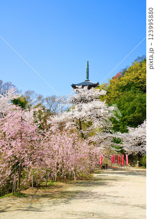 〈島根県〉安来市 桜に囲まれた清水寺三重塔 〈島根県〉安来市 桜に囲まれた清水寺三重塔 123995880