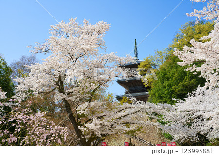 〈島根県〉安来市　桜に囲まれた清水寺三重塔 123995881