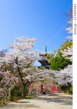 〈島根県〉安来市　桜に囲まれた清水寺三重塔 123995883