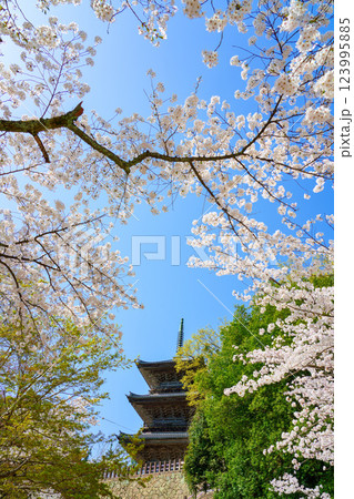 〈島根県〉安来市 桜に囲まれた清水寺三重塔 〈島根県〉安来市 桜に囲まれた清水寺三重塔 123995885