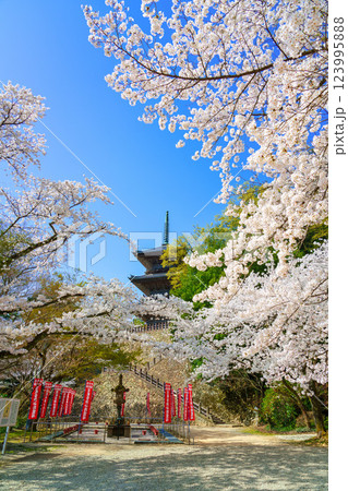 〈島根県〉安来市　桜に囲まれた清水寺三重塔 123995888