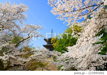 〈島根県〉安来市 桜に囲まれた清水寺三重塔 〈島根県〉安来市 桜に囲まれた清水寺三重塔 123995892