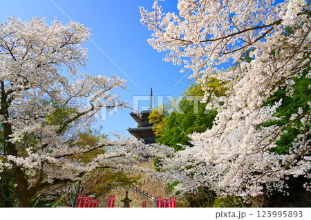 〈島根県〉安来市 桜に囲まれた清水寺三重塔 〈島根県〉安来市 桜に囲まれた清水寺三重塔 123995893