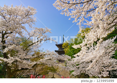 〈島根県〉安来市　桜に囲まれた清水寺三重塔 123995899