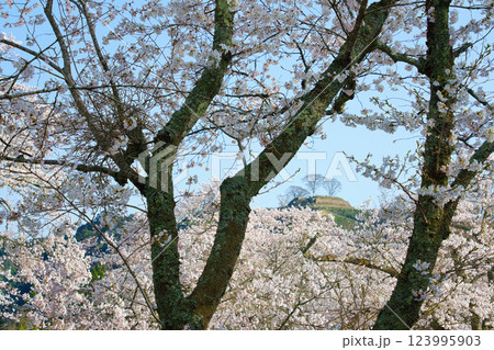 〈島根県〉安来市　桜と月山富田城跡 123995903