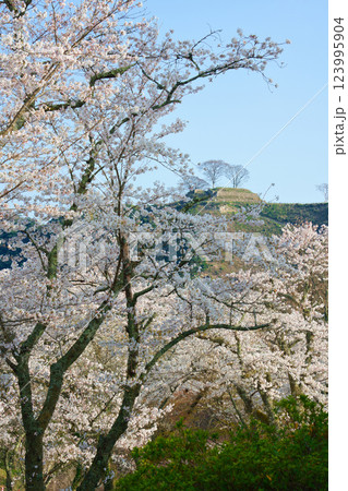 〈島根県〉安来市 桜と月山富田城跡 〈島根県〉安来市 桜と月山富田城跡 123995904
