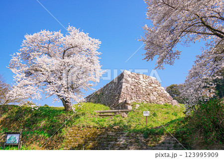 〈島根県〉月山富田城跡　山中御殿跡　石垣　桜 123995909