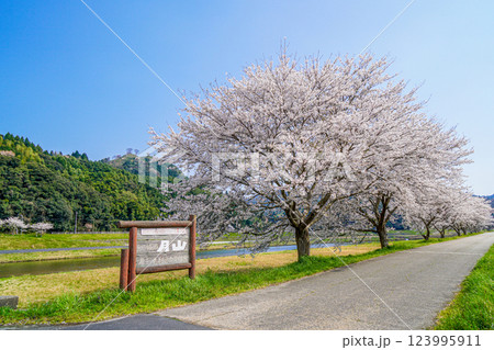 〈島根県〉月山富田城跡と桜と看板 123995911